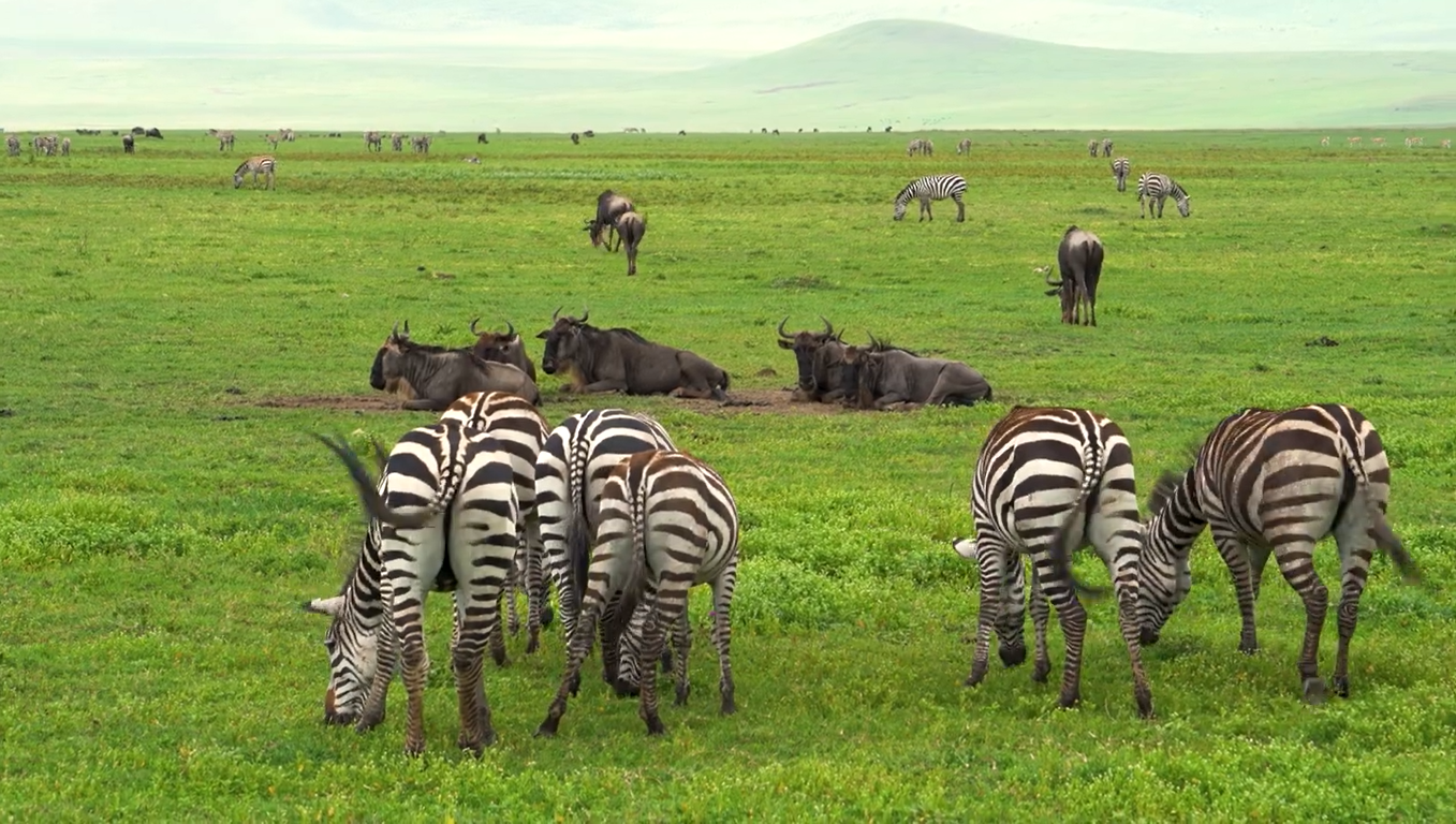 Ngorongoro Conservation Area