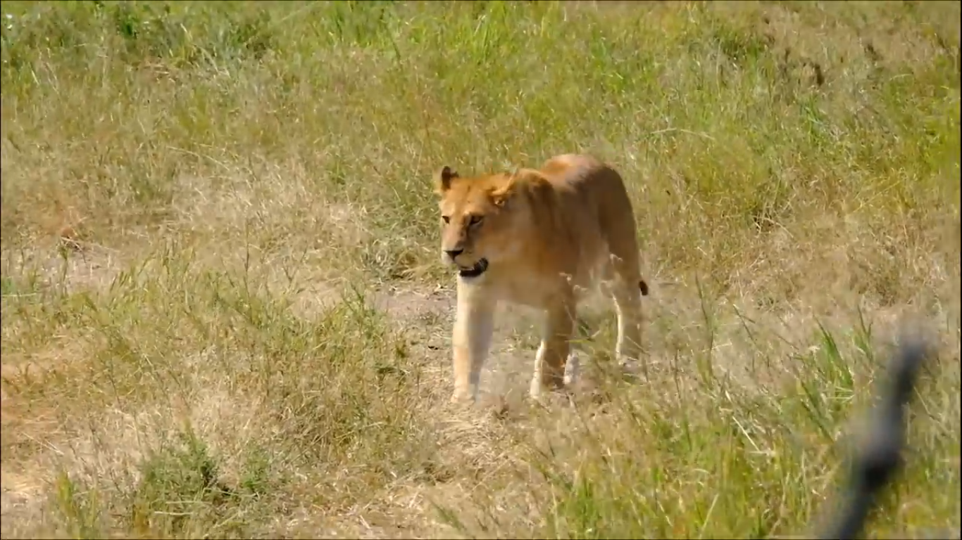 Discover Tanzania at Its Finest