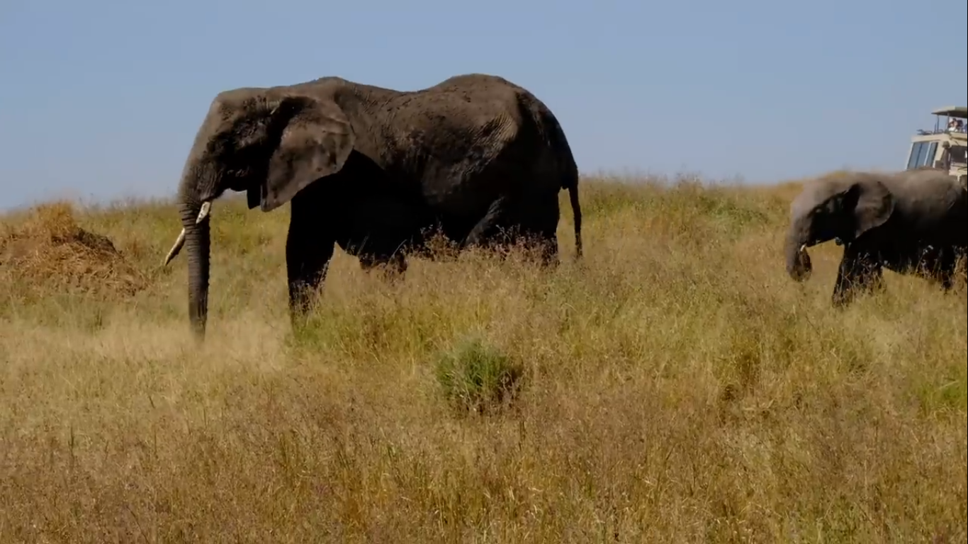 Experience the best Tanzania safaris with expert guides.