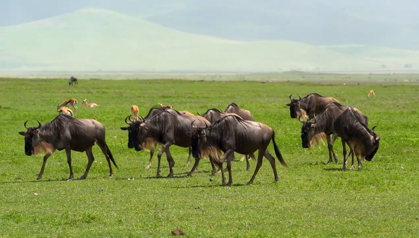 Luxury Safari Experience