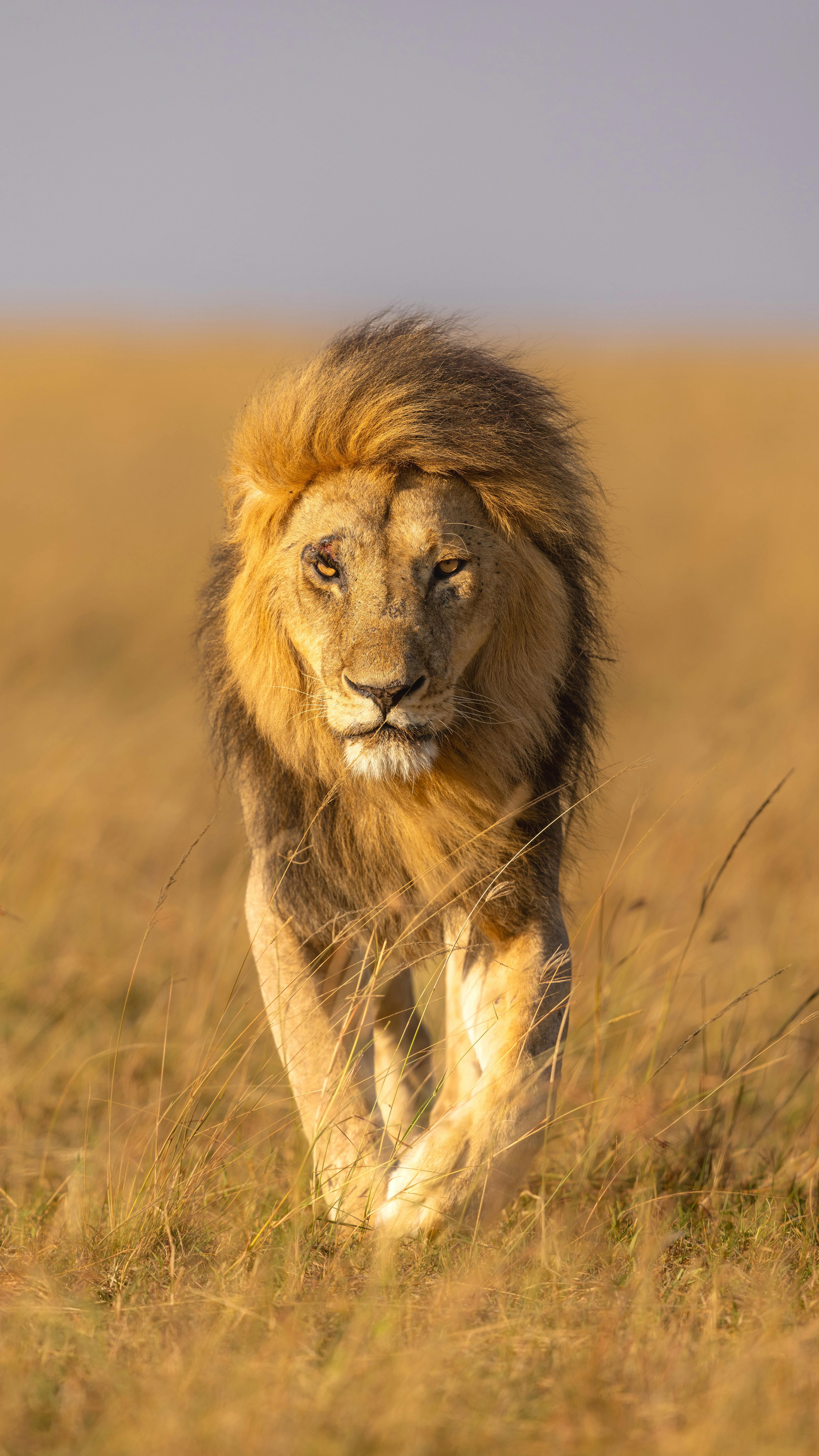 Serengeti Wildlife Expedition