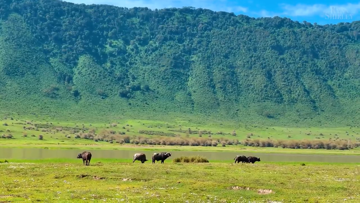 The Great Migration & Calving Season Safari (7 Days)